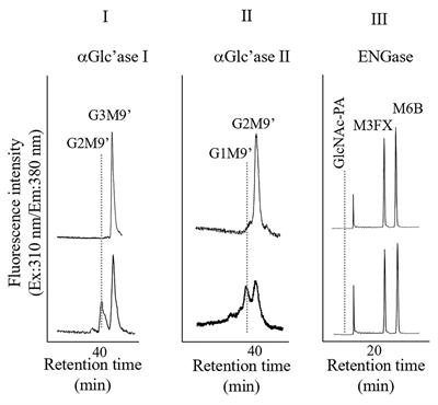 Cytosolic Free N-Glycans Are Retro-Transported Into the Endoplasmic Reticulum in Plant Cells